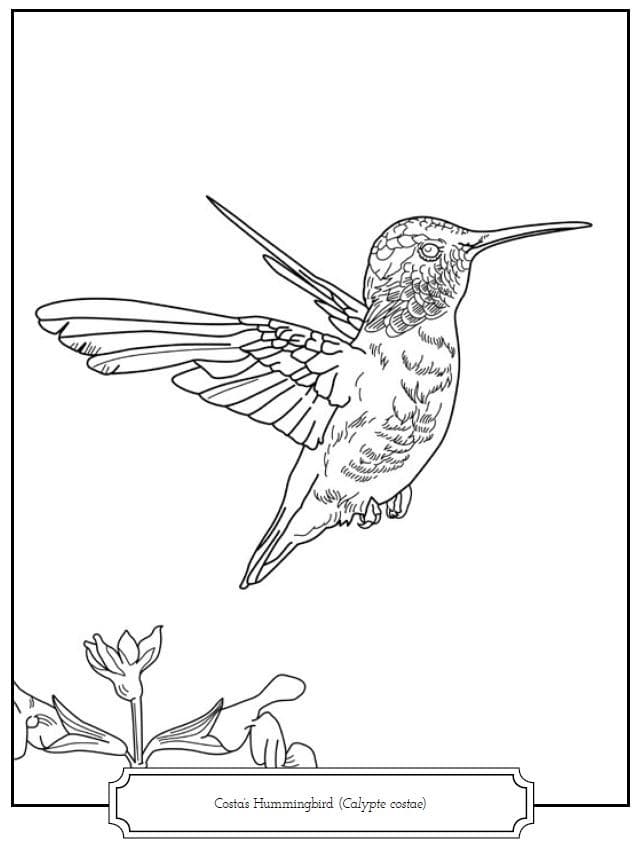 Line drawing of Costa's Hummingbird for Chaparral Coloring Book.